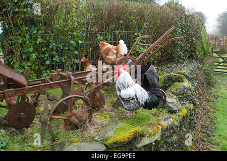 Carmarthenshire, Pays de Galles, Royaume-Uni. 20 février 2015. Free Range hens et jeune coq s'asseoir sur une vieille charrue et mur de pierre en un temps sec à froid sur un jardin rural petites propriétés à l'ouest du pays de Galles, Royaume-Uni. Kathy deWitt/AlamyLiveNews Banque D'Images