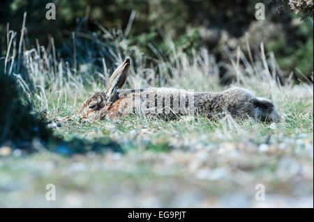 Lièvre brun adultes portant étendit sur l'herbe avec les yeux partiellement fermée. Banque D'Images