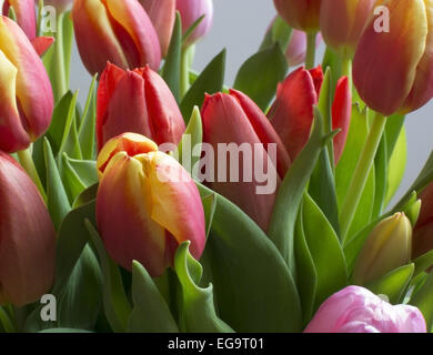 Tulipes colorées full frame en rouge, jaune, orange, rose Couleurs. Banque D'Images