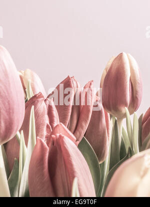 Vintage tulips in soft couleur rose. Vertical image avec l'exemplaire de l'espace. Banque D'Images