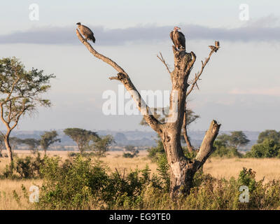 Vautour africain (Gyps africanus) et l'Agrion à (Torgos micaceus) assis sur un arbre mort, Ishasha, Reine Eliz Banque D'Images