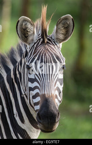 Zèbre des plaines (Equus burchellii boehmi), parc national du lac Mburo, Ouganda Banque D'Images