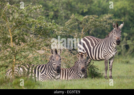 Zèbre des plaines (Equus burchellii boehmi), parc national du lac Mburo, Ouganda Banque D'Images