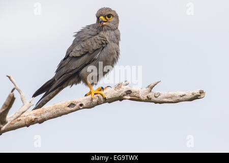 Gray crécerelle (Falco ardosiaceus), Murchinson Falls National Park, de l'Ouganda Banque D'Images