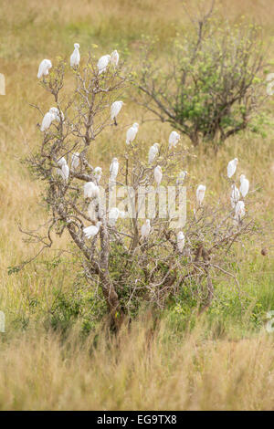 Héron garde-boeufs (Bubulcus ibis), Murchinson Falls National Park, de l'Ouganda Banque D'Images