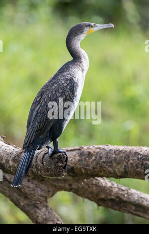 White-breasted cormorant (Phalacrocorax carbo lucidus), Parc national Queen Elizabeth, en Ouganda Banque D'Images