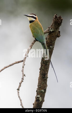 White-throated bee-eater (Merops albicollis), Ishasha, Parc national Queen Elizabeth, en Ouganda Banque D'Images