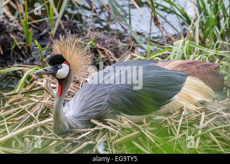 Black grue couronnée (Balearica pavonina), le lac Bunyonyi, Ouganda Banque D'Images