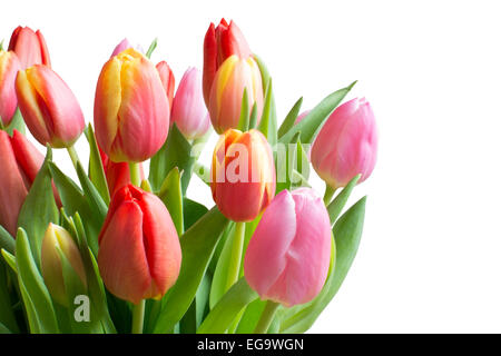 Tulipes colorées isolé sur blanc. Bouquet de tulipes en rouge, jaune, rose avec des tiges et feuilles en vert, isolé sur blanc. Banque D'Images