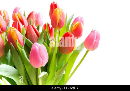 Printemps tulipes dans un bouquet de rose, rouge et jaune fleurs isolé sur blanc. Banque D'Images