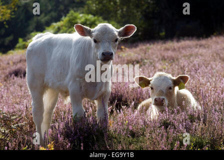 Vaches dans New Forest, Dorset, Great Britain, Europe Banque D'Images