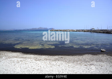 Posidonia oceanica herbe marine, également connu sous le nom de Neptune Grass à Can Picafort, Majorque, îles Baléares, Espagne. Banque D'Images