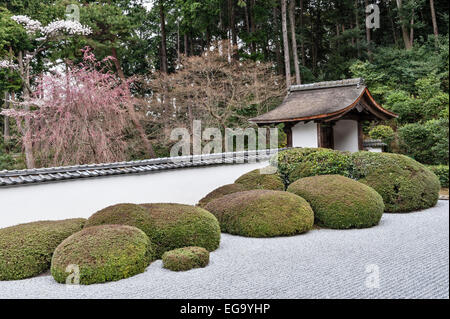 Arbustes d'azalée soigneusement coupés dans le jardin de Kare-sansui (gravier sec râpé) au temple bouddhiste zen Shoden-ji, Kyoto, Japon Banque D'Images