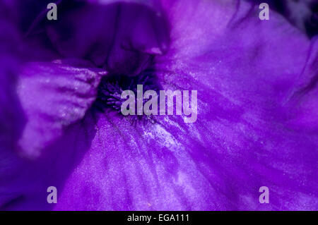 Un plan macro de fleur violet iris barbus montrant 'barbe' Banque D'Images