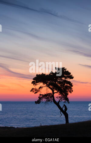 Le pin sylvestre (Pinus sylvestris), arbre solitaire le long de la côte qui se profile à l'aube sur la mer Banque D'Images