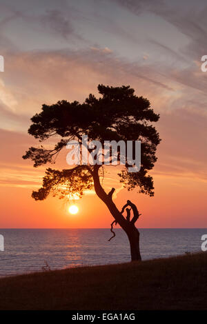 Le pin sylvestre (Pinus sylvestris), arbre solitaire le long de la côte qui se profile à l'aube sur la mer Banque D'Images