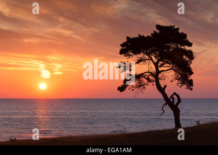 Le pin sylvestre (Pinus sylvestris), arbre solitaire le long de la côte qui se profile à l'aube sur la mer Banque D'Images