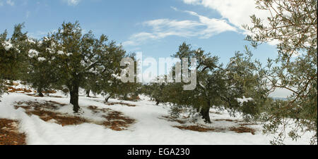 Paysage de neige avec des oliviers Banque D'Images