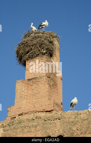 Les cigognes nichant sur les murs en ruine de la palais El Badi, Marrakech, Maroc Banque D'Images