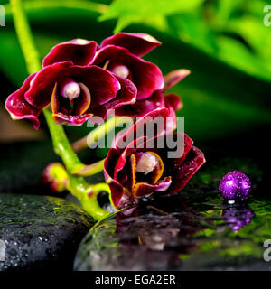 Magnifique spa fond de fleur de cerisier foncé phalaenopsis orchidée zen, pierres de basalte avec gouttes et perles lilas, gros plan Banque D'Images