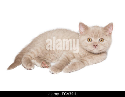 La gingembre cat isolé sur fond blanc Banque D'Images