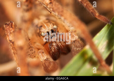 Hogna radiata taratula en macrophotographie araignée Banque D'Images