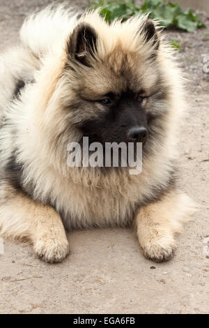 Crème et noir spitz pomeranian Banque D'Images