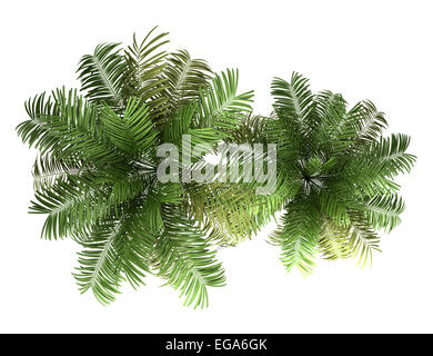 Vue de dessus de deux palmiers areca isolé sur fond blanc Banque D'Images