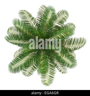 Vue de dessus du Palmier cocotier isolé sur fond blanc Banque D'Images