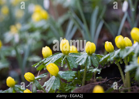 Eranthis hyemalis fleur en hiver. Banque D'Images