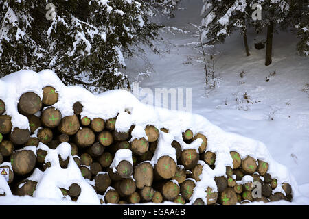 Pile de grumes coupées dans les montagnes sous la neige Banque D'Images