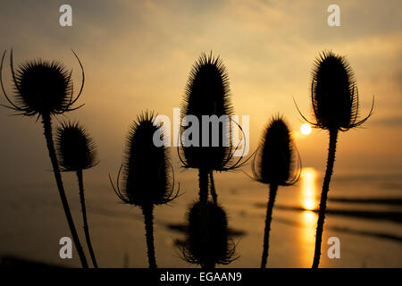 Ou Teazel Teazle, cardère Dipsacus fullonum ( ) qui se profile au coucher du soleil, les zones humides, la réserve de Newport Newport, Gwent, au Pays de Galles, Royaume-Uni Banque D'Images