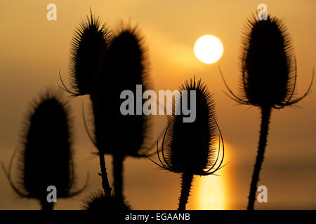 Ou Teazel Teazle, cardère Dipsacus fullonum ( ) qui se profile au coucher du soleil, les zones humides, la réserve de Newport Newport, Gwent, au Pays de Galles, Royaume-Uni Banque D'Images