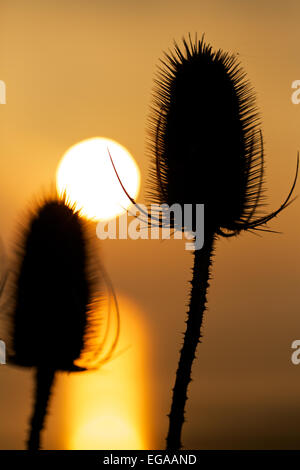 Ou Teazel Teazle, cardère Dipsacus fullonum ( ) qui se profile au coucher du soleil, les zones humides, la réserve de Newport Newport, Gwent, au Pays de Galles, Royaume-Uni Banque D'Images