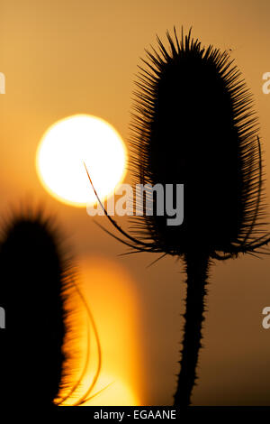 Ou Teazel Teazle, cardère Dipsacus fullonum ( ) qui se profile au coucher du soleil, les zones humides, la réserve de Newport Newport, Gwent, au Pays de Galles, Royaume-Uni Banque D'Images