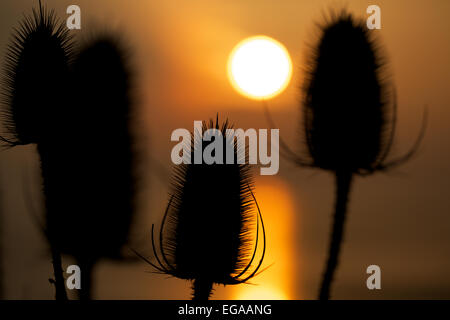 Ou Teazel Teazle, cardère Dipsacus fullonum ( ) qui se profile au coucher du soleil, les zones humides, la réserve de Newport Newport, Gwent, au Pays de Galles, Royaume-Uni Banque D'Images