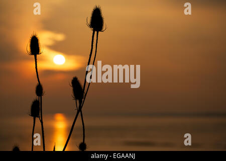 Ou Teazel Teazle, cardère Dipsacus fullonum ( ) qui se profile au coucher du soleil, les zones humides, la réserve de Newport Newport, Gwent, au Pays de Galles, Royaume-Uni Banque D'Images