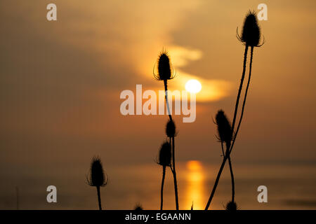 Ou Teazel Teazle, cardère Dipsacus fullonum ( ) qui se profile au coucher du soleil, les zones humides, la réserve de Newport Newport, Gwent, au Pays de Galles, Royaume-Uni Banque D'Images