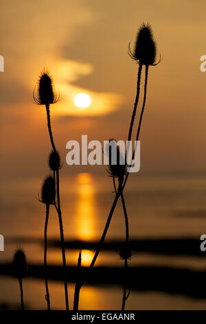 Ou Teazel Teazle, cardère Dipsacus fullonum ( ) qui se profile au coucher du soleil, les zones humides, la réserve de Newport Newport, Gwent, au Pays de Galles, Royaume-Uni Banque D'Images