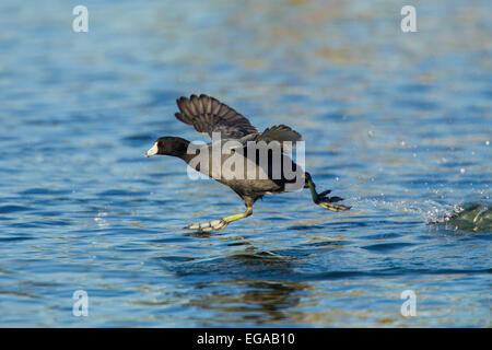 Foulque d'Amérique Fulica americana Tucson, Arizona, United States 13 février des profils d'exécution à prendre son envol. Rallidae Banque D'Images