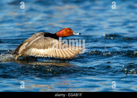 Redhead Aythya americana Tucson, Arizona, United States 13 février homme adulte d'Anatidae Banque D'Images