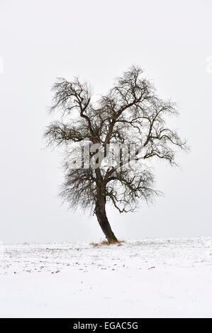 Single tree silhouetted against cloudy ciel d'hiver, Région de Mazovie, Pologne Banque D'Images