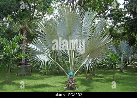 Bismarck un palmier dans un jardin botanique en Thaïlande. Banque D'Images