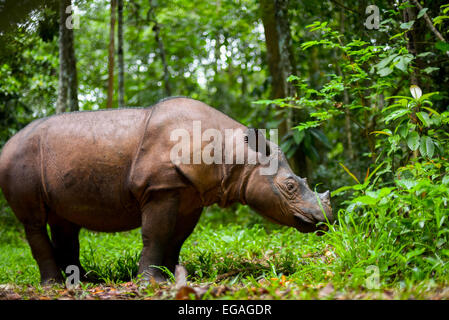 Rhinocéros de Sumatra adultes nommé Bina au sanctuaire de rhinocéros de Sumatra (SRS), le Parc National de Way Kambas. Banque D'Images