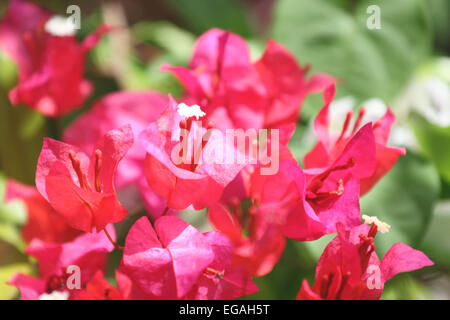 Fleurs de bougainvilliers rouges dans le jardin. Banque D'Images