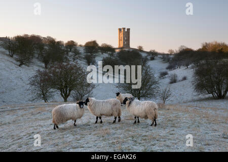 Broadway Tower et moutons en matin givre, Broadway, Cotswolds, Worcestershire, Angleterre, Royaume-Uni, Europe Banque D'Images