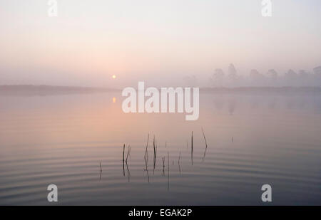 Un cadre tranquille misty lever de soleil dans la New Forest. Le pâle soleil orange reflète dans l'étang ondulait doucement. Roseaux briser la surface. Banque D'Images