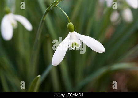 Aimant Galanthus fleur. Perce-neige dans le jardin. Banque D'Images