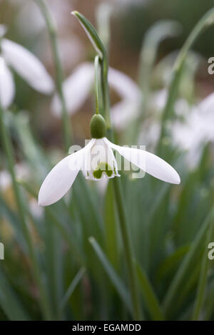 Aimant Galanthus fleur. Perce-neige dans le jardin. Banque D'Images