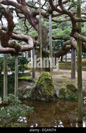 Karasaki no Matsu, un pin noir japonais (pinus thunbergii) planté en 1837 dans le jardin Kenroku-en, Kanazawa, l'un des trois grands jardins du Japon Banque D'Images